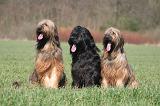 BRIARD 109
